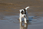 Parson Russell Terrier Welpe / parson russell terrier puppy