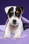 Parson Russell Terrier Welpe / parson russell terrier puppy