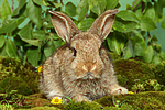 junges Zwergkaninchen / young dwarf rabbit