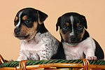 Jack Russell Terrier Welpen / jack russell terrier puppies