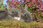 junge Zwergkaninchen / young dwarf rabbits