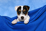 Parson Russell Terrier Welpe / parson russell terrier puppy