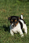 Jack Russell Terrier Welpe / jack russell terrier puppy