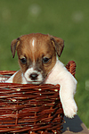 Jack Russell Terrier Welpe / jack russell terrier puppy