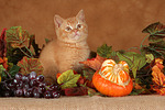 Britisch Kurzhaar Kätzchen / british shorthair kitten