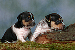 Jack Russell Terrier Welpen / jack russell terrier puppies