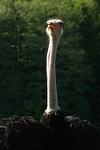 Stauß / ostrich