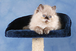 liegendes Perser Colourpoint Kätzchen / lying persian colourpoint kitten