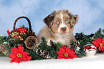 Miniature Australian Shepherd Welpe / miniature australian shepherd puppy