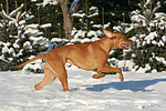 rennender Rhodesian Ridgeback / running Rhodesian Ridgeback