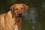 Rhodesian Ridgeback