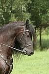 Friese Portrait / friesian horse portrait