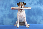 Parson Russell Terrier