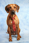 Rhodesian Ridgeback