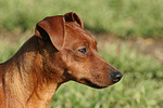 Rehpinscher Portrait / miniature pinscher portrait