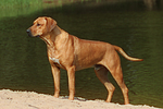 Rhodesian Ridgeback