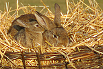 Kaninchen / bunnies