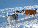 2 Hunde im Schnee / 2 dogs in snow