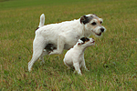 spielende Parson Russell Terrier / playing PRT