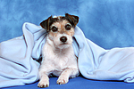 Parson Russell Terrier