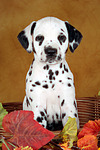 Dalmatiner Welpe / dalmatian puppy