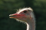 Stauß / ostrich