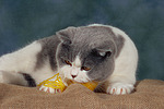 Britisch Kurzhaar / british shorthair