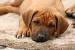 Rhodesian Ridgeback Welpe / rhodesian ridgeback puppy