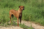 Rhodesian Ridgeback