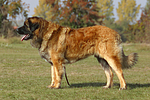 Leonberger