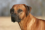 Rhodesian Ridgeback