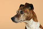 Jack Russell Terrier