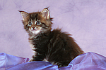 Maine Coon Kätzchen / maine coon kitten