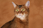 Abessinier / abyssinian cat