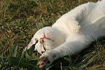 Hauskatze / domestic cat