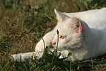 Hauskatze / domestic cat