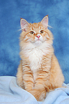 Sibirische Katze / siberian cat