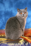 Britisch Kurzhaar / british shorthair