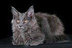 junge Maine Coon / young maine coon