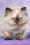 sitzendes Perser Colourpoint Kätzchen / sitting persian colourpoint kitten