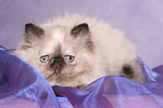 liegendes Perser Colourpoint Kätzchen / lying persian colourpoint kitten