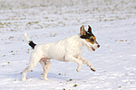 Parson Russell Terrier rennt durch den Schnee / running PRT in snow