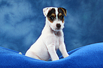 Parson Russell Terrier Welpe / parson russell terrier puppy