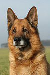 Deutscher Schäferhund Portrait / German Shepherd Portrait