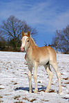 Haflinger Fohlen / haflinger horse foal