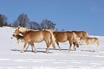 Haflinger / haflinger horses