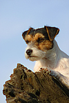 Parson Russell Terrier