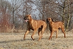 Rhodesian Ridgebacks