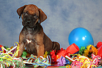 Rhodesian Ridgeback Welpe / rhodesian ridgeback puppy