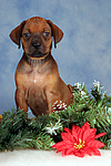 Rhodesian Ridgeback Welpe / rhodesian ridgeback puppy